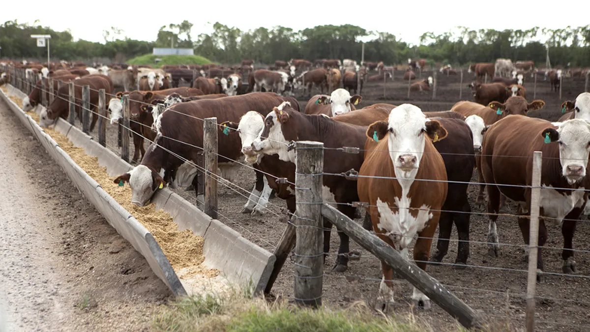 Feedlot: se vacían los corrales y prevén escasez de ganado para la faena