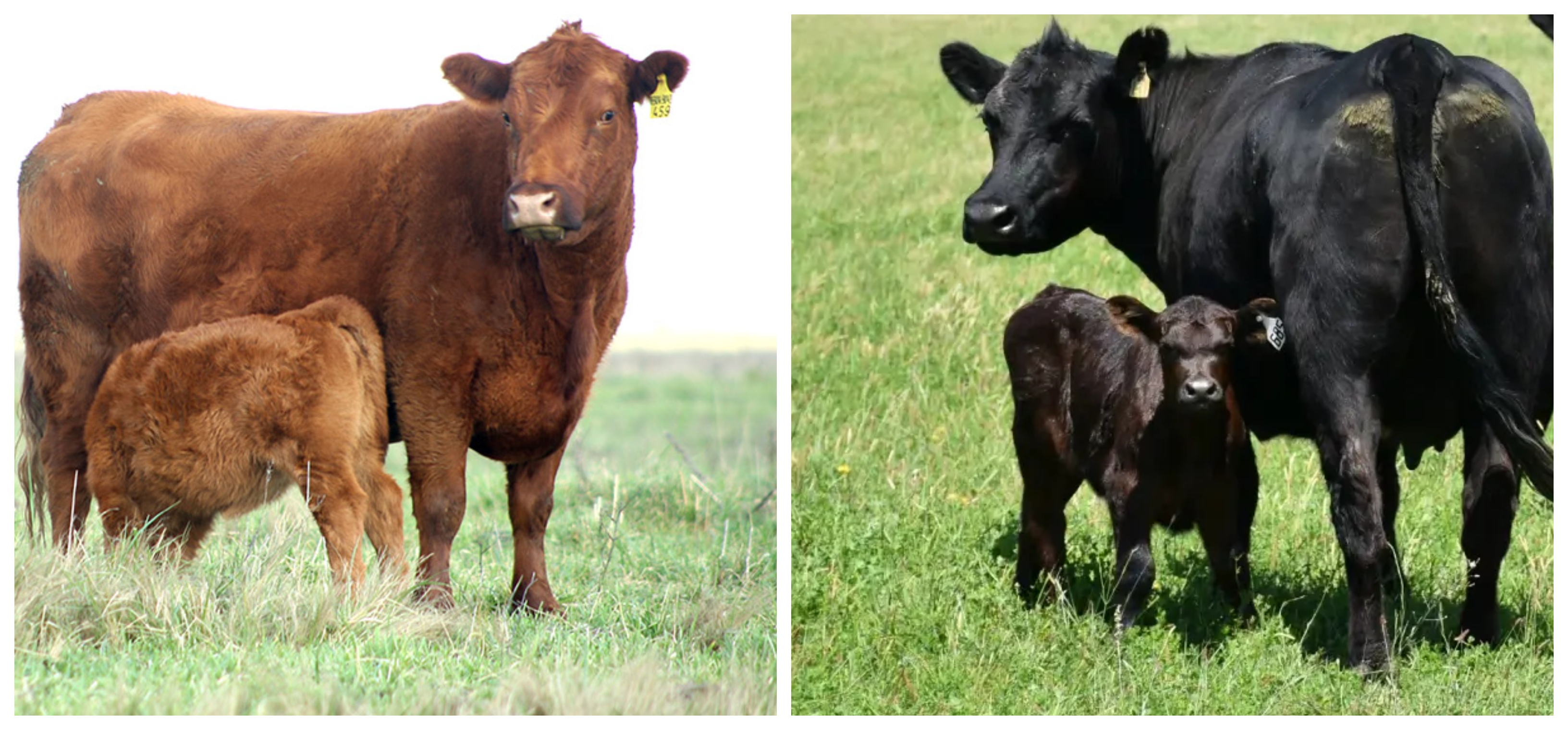 Angus y Palermo 2026: en la jura de clasificación se vivirá una historia diferente