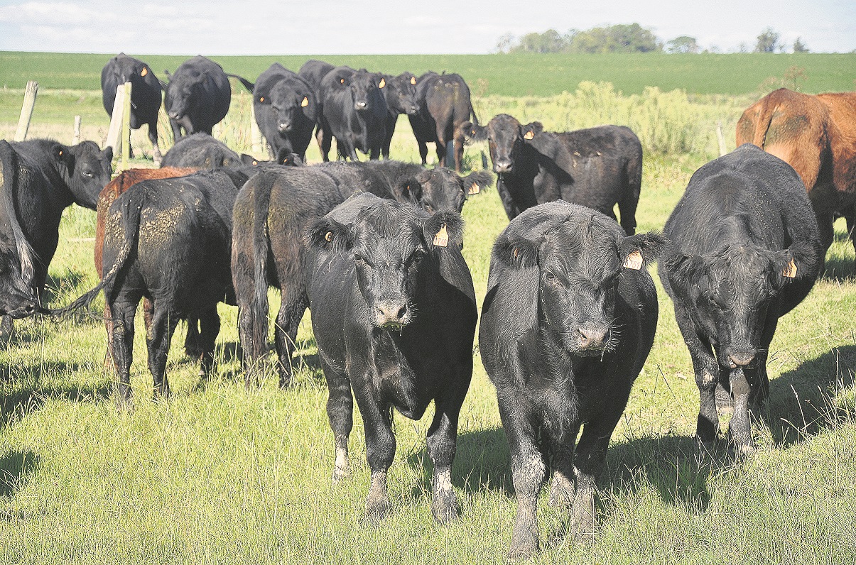 Novillos: la reconstrucción de la categoría sigue siendo uno de los grandes desafíos