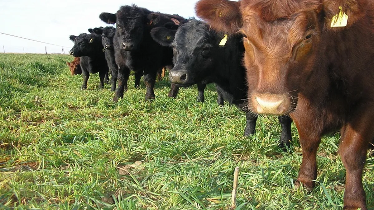 Carne pastoril: en Olavarría se debatirá sobre los desafíos de algo más que un producto diferencial