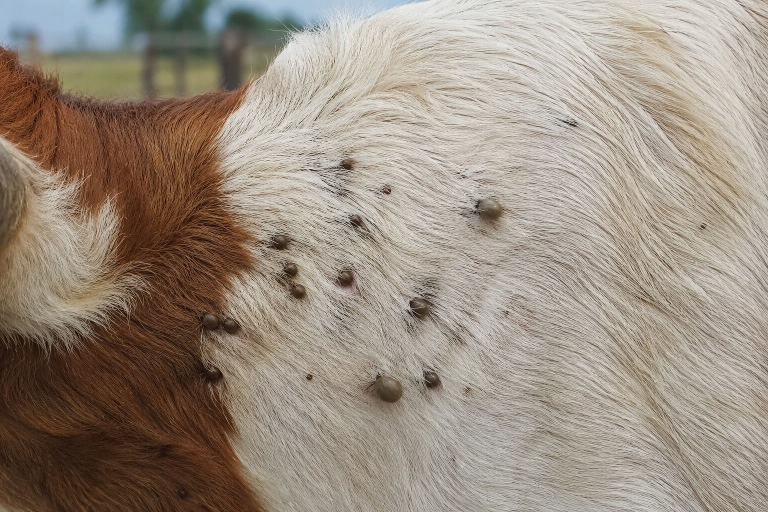 Senasa lanzó un nuevo plan estratégico para combatir la garrapata bovina