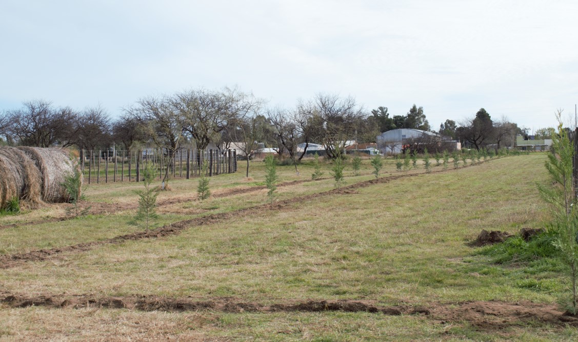 Hacia el centenario: la AGA transforma su predio con un ambicioso plan de forestación