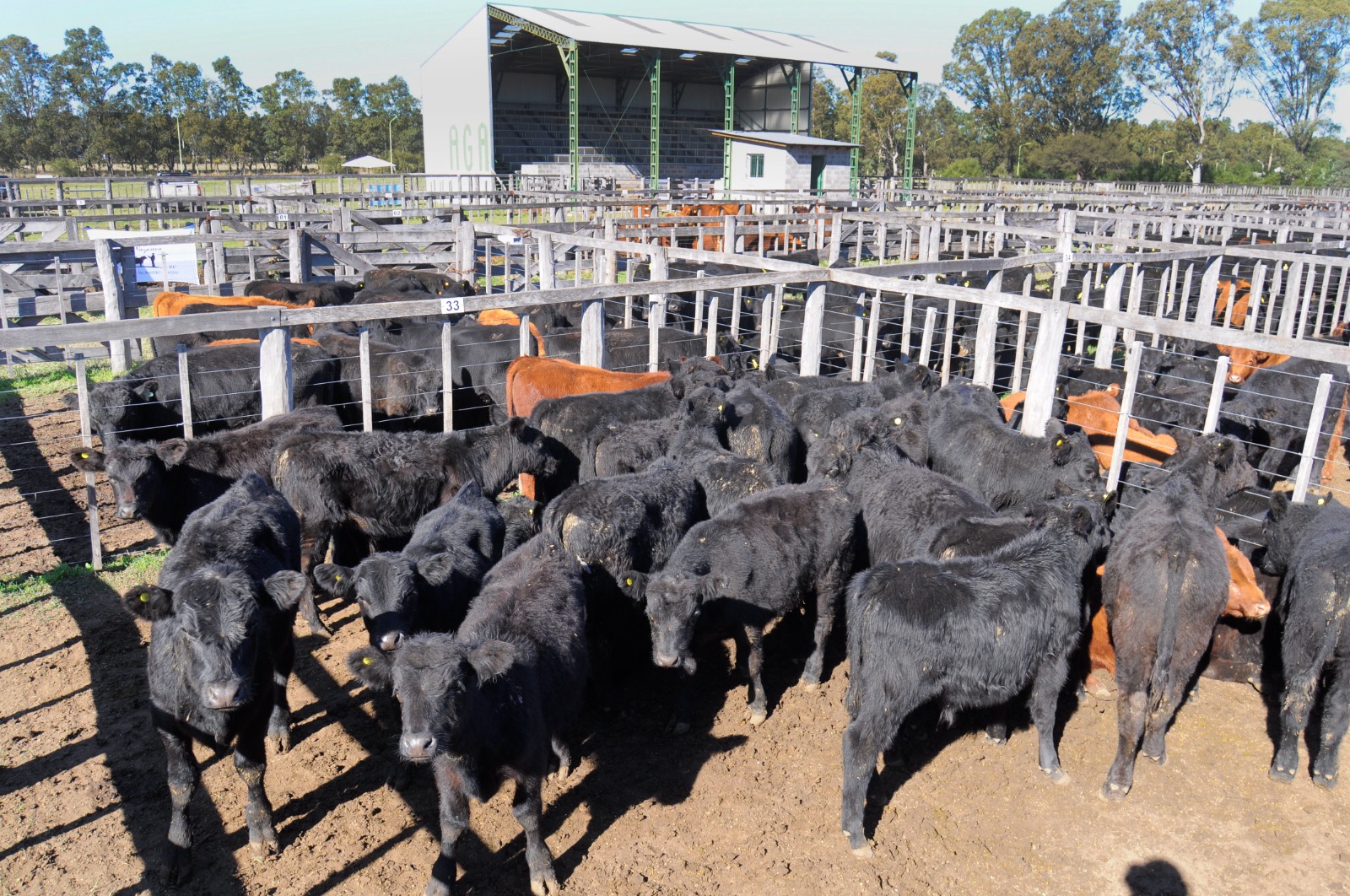 Disertación en el predio de la AGA: Cómo mejorar el rodeo ganadero bovino