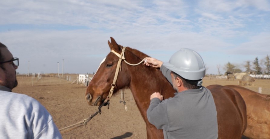 Senasa: Ya funciona el registro obligatorio para la identificación de equinos rurales