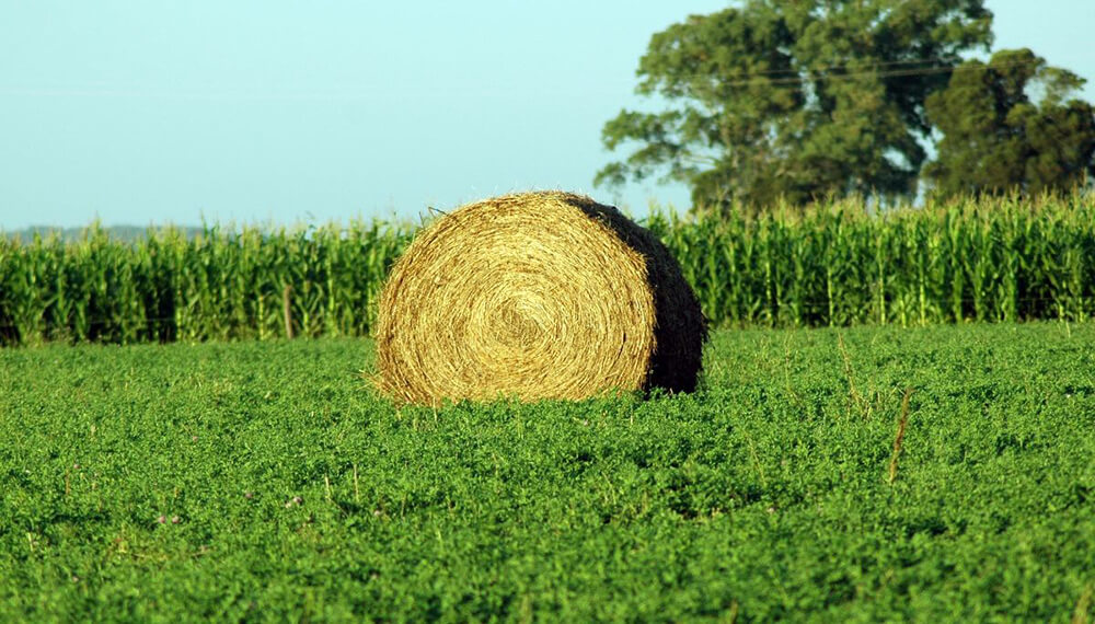 Alfalfa: el costo de implantación de una hectárea ronda los 17.000 pesos