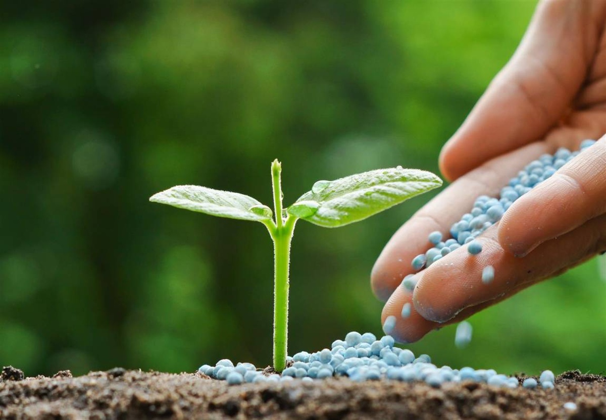 Trigo: la fertilización balanceada es el camino para acortar las brechas de rendimiento