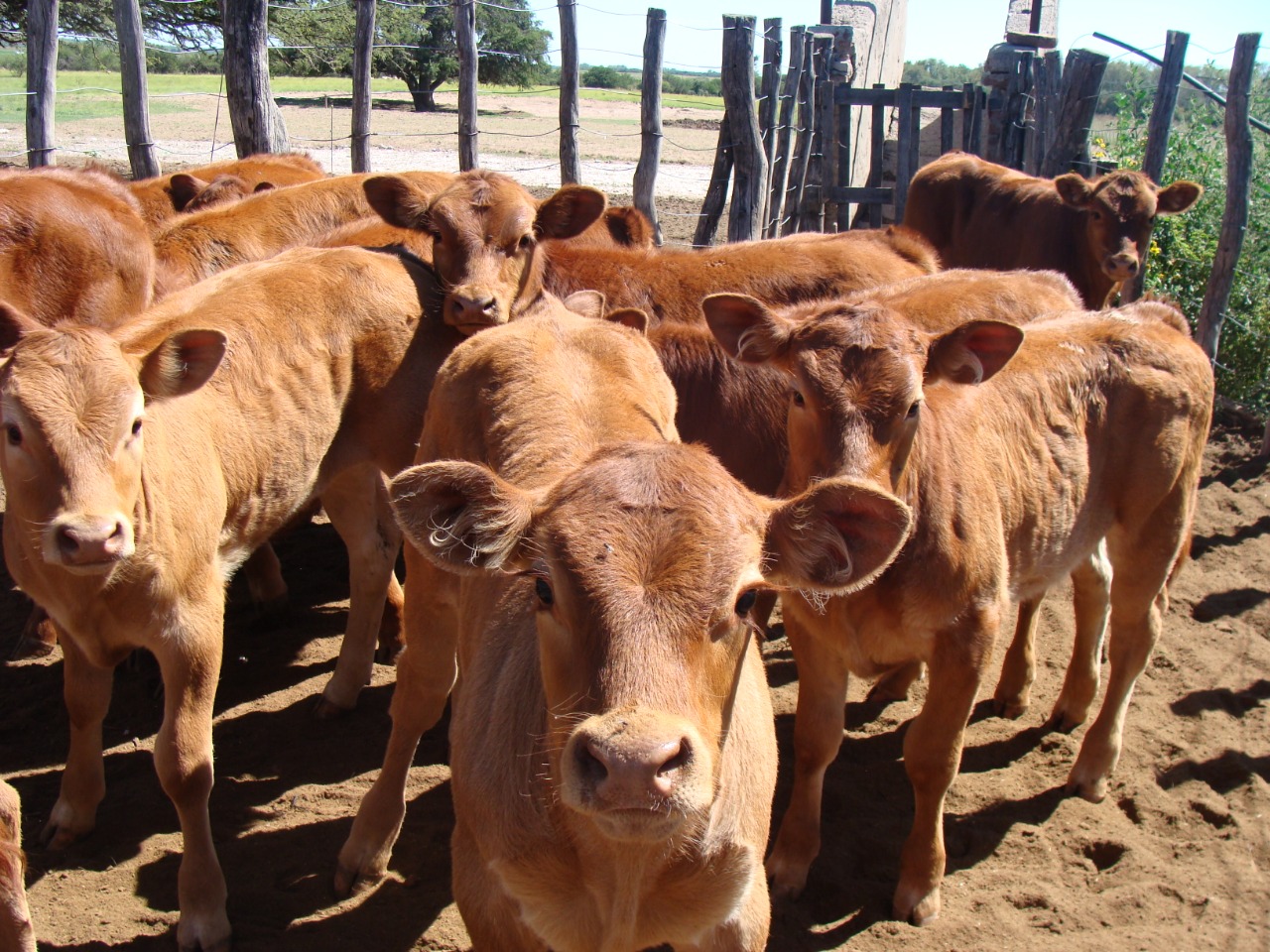 Videoconferencia sobre manejo sanitario preparto en rodeos de cría. Estará el Ateneo Rural de la AGA