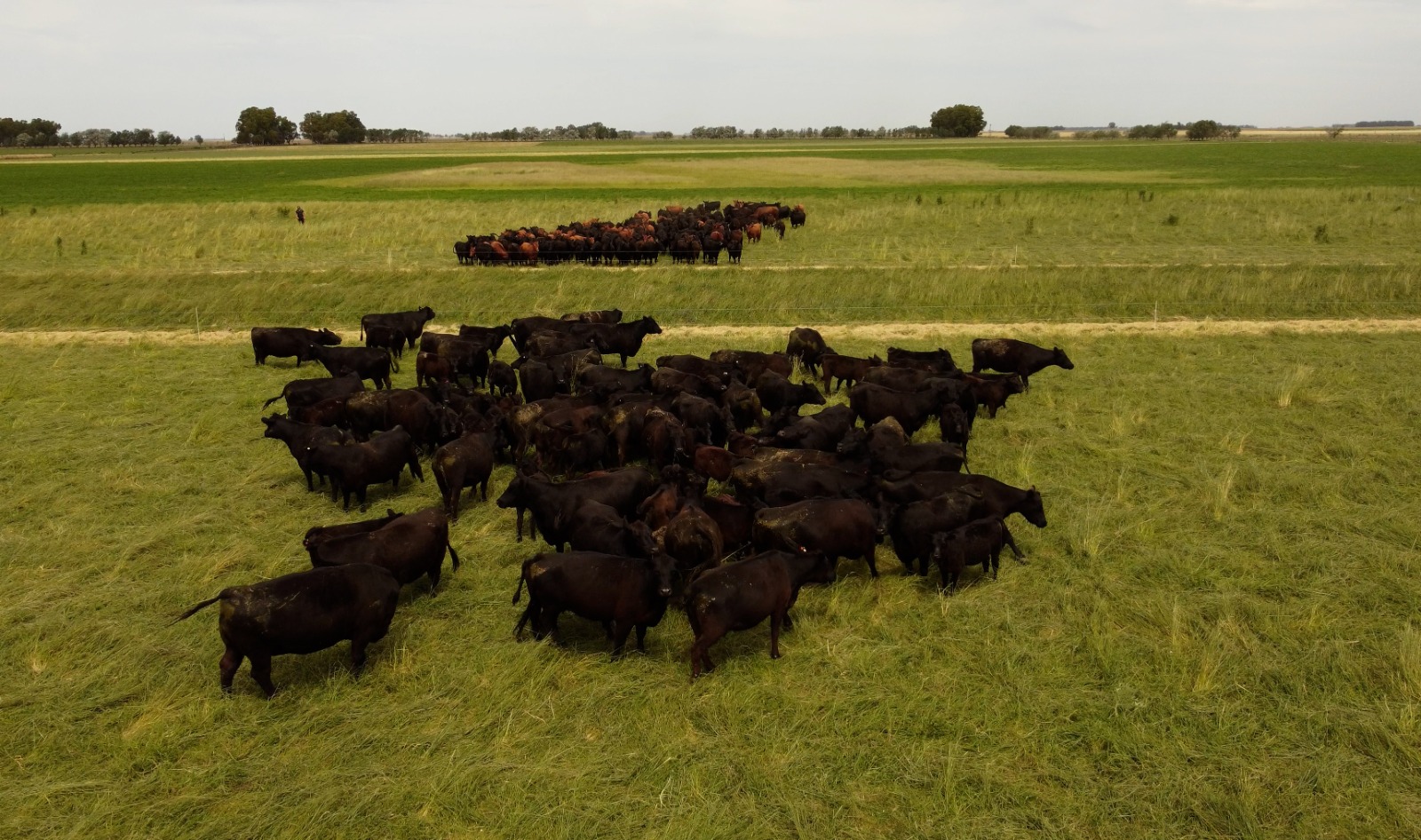 Ganadería regenerativa en la UNS: una jornada para conocer los desafíos actuales