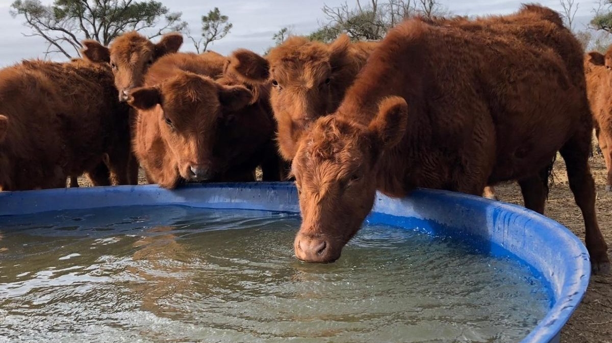Estrés calórico: medidas para la prevención en animales de producción pecuaria