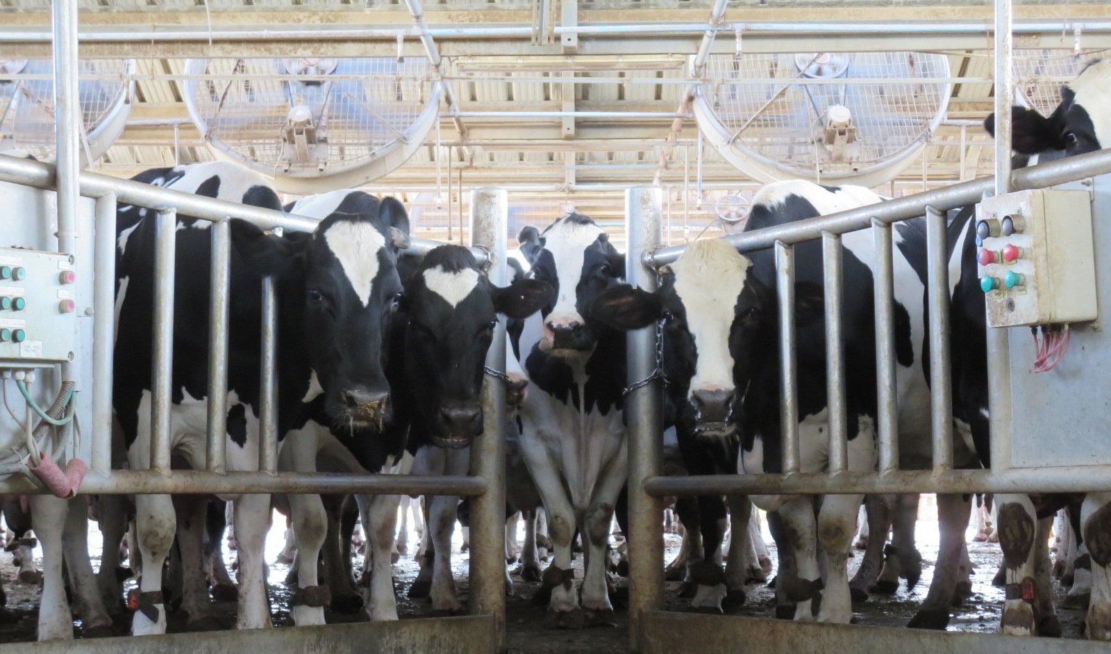 La contradicción del tambo: entre el récord productivo y la asfixia impositiva