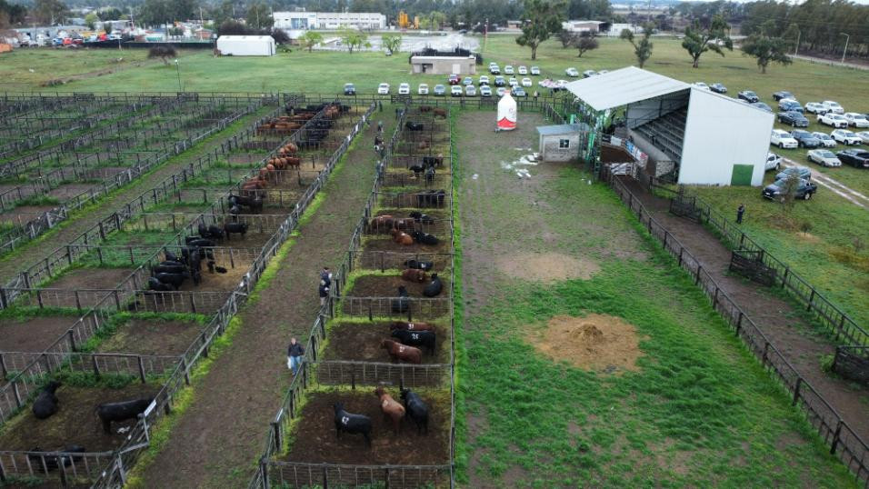 Predio de la AGA: la Prueba de Mansedumbre del Sudoeste se realizará este sábado 21