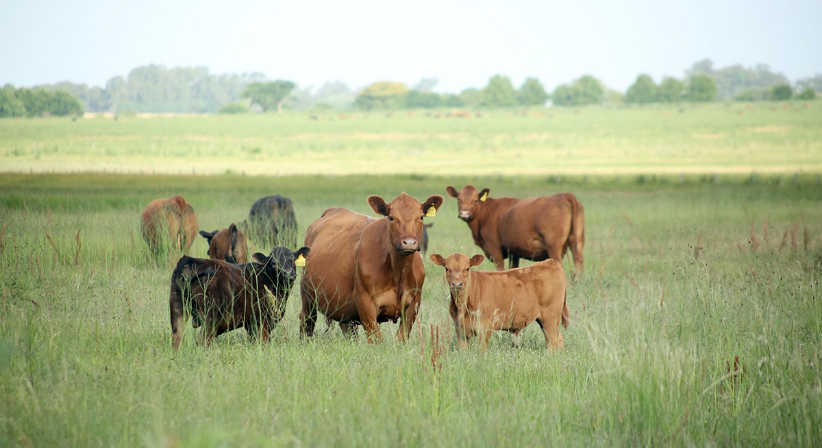 IPCVA: los detalles de la jornada a campo del 8 de abril en Bordenave