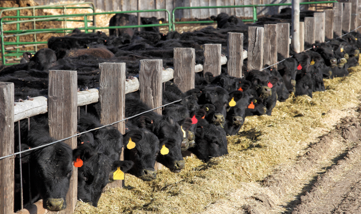 Feedlot: advierten sobre un descalce irrecuperable entre la compra y la venta