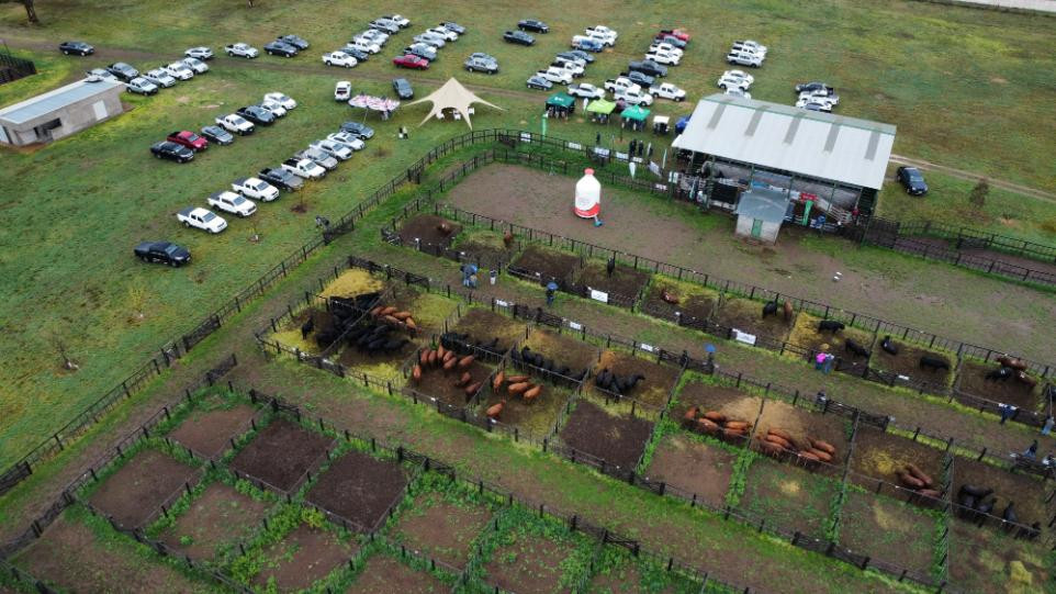 Angus: se viene el remate especial en el predio de la AGA