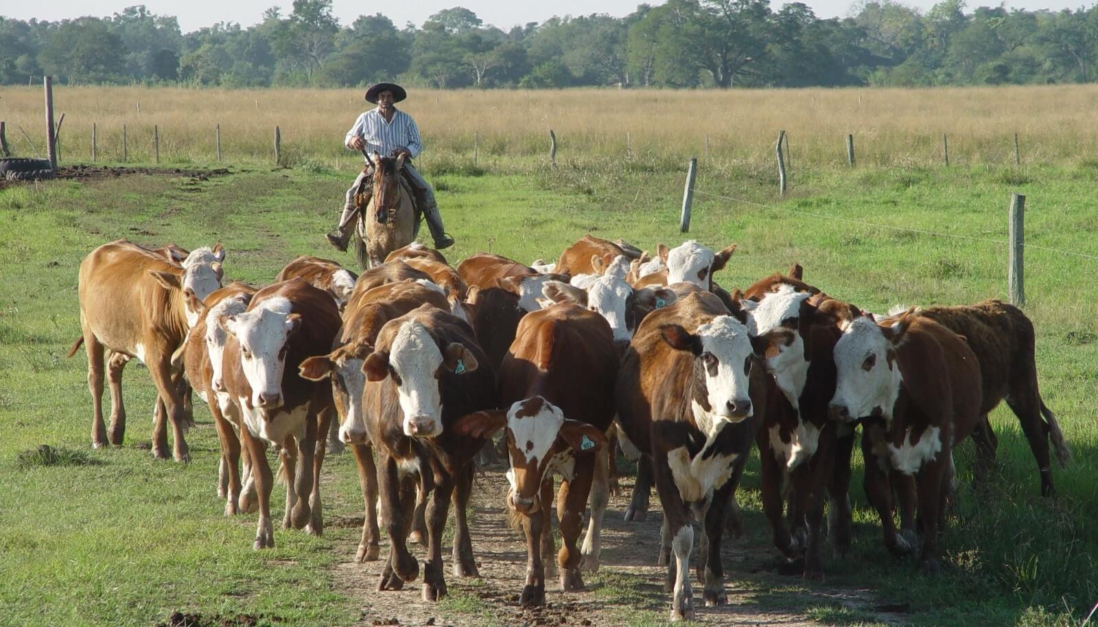 La Pampa: rechazo al nuevo proyecto de ley de certificación y trazabilidad de reproductores