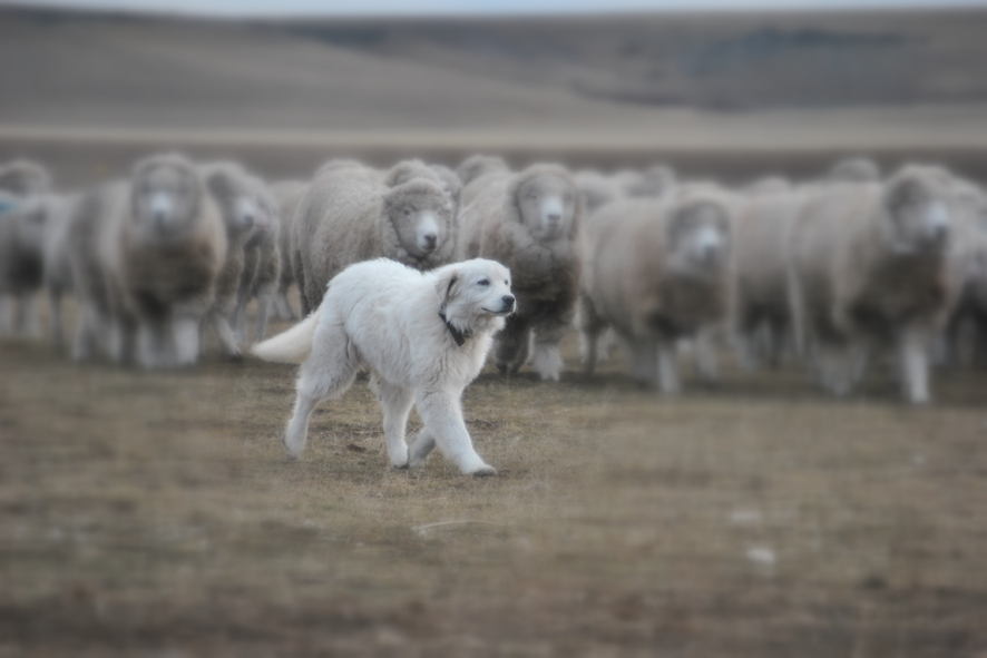 Ley Ovina Argentina: Jornada informativa sobre perros protectores