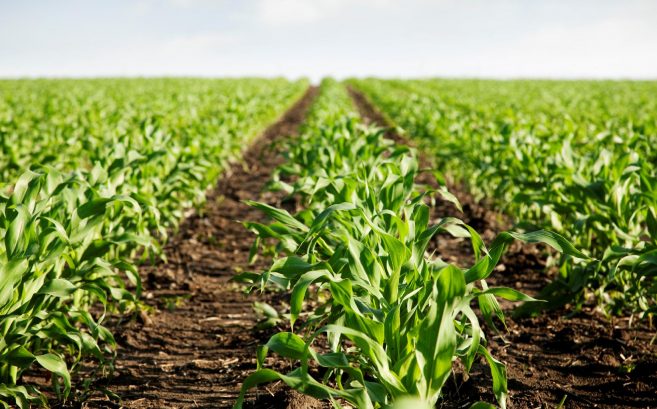 Las Buenas Prácticas Agropecuarias en la región y en la Argentina