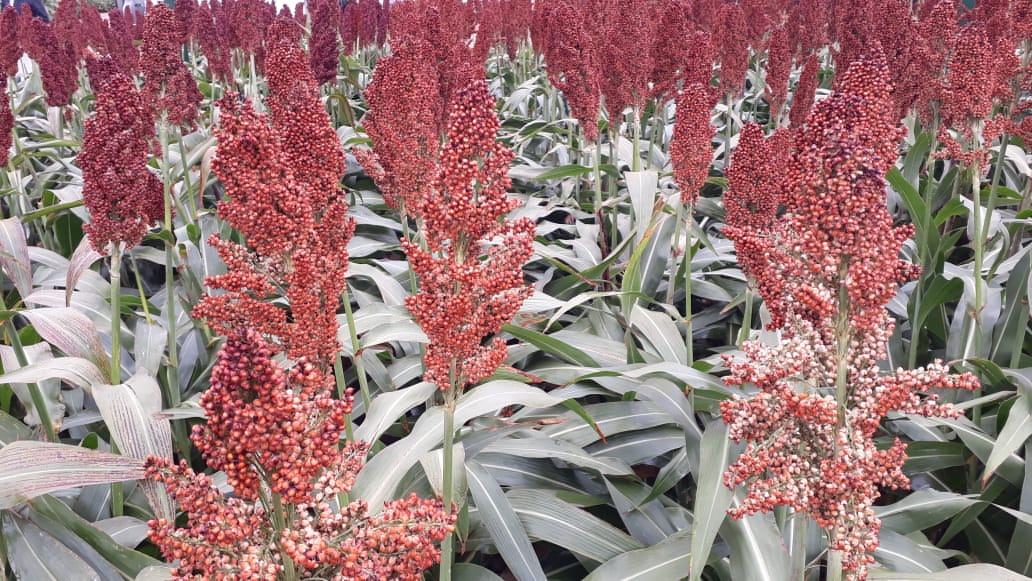 Videoconferencia: Claves para potenciar la ganadería con sorgo forrajero y/o diferido