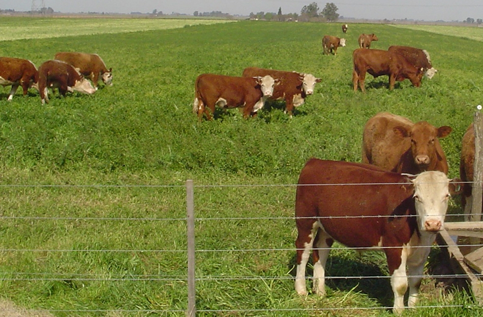 Videoconferencia: producción de cría sobre pasturas perennes en el SOB semiárido