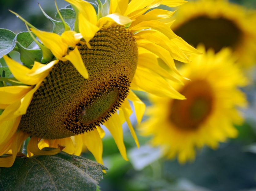 Girasol: ¿existen recetas únicas para el control de las malezas?