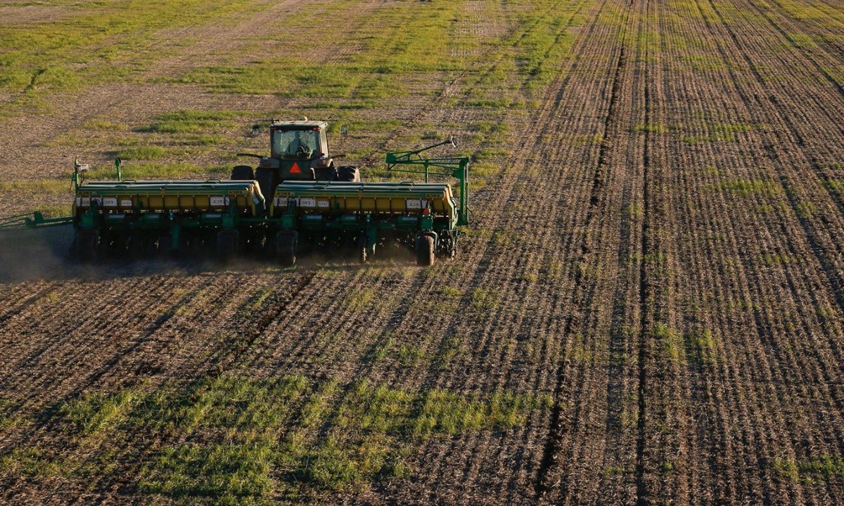 Trigo en el área de la Bolsa de Cereales de Bahía Blanca: incremento del 4 %