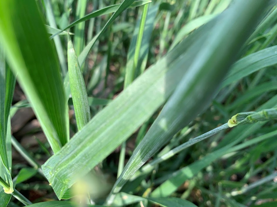 Trigo: ¿cuáles son las cinco variables sanitarias que definen el éxito?