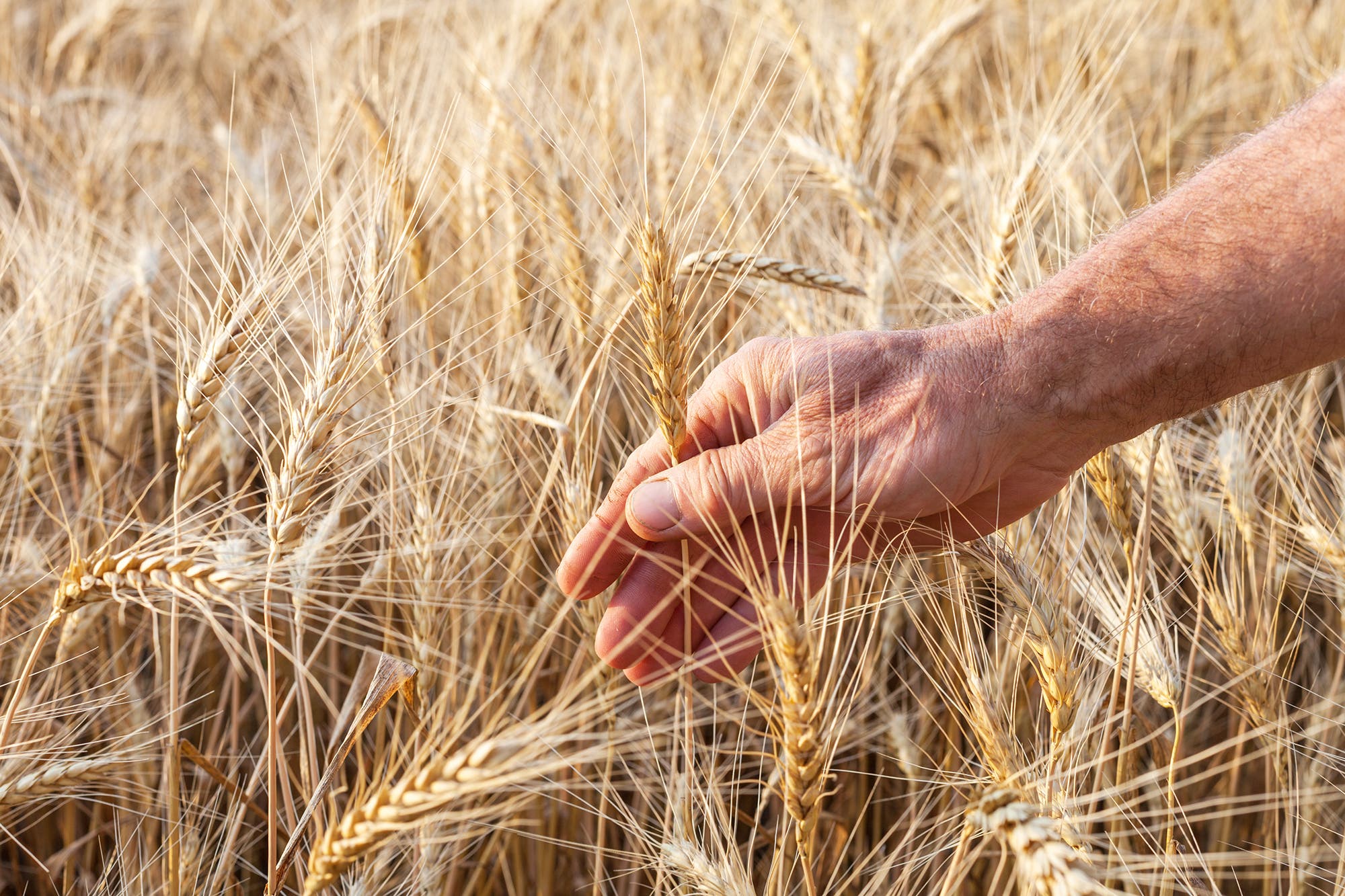 El impacto de la coyuntura en la región, a través de la Jornada de Perspectivas Agropecuarias