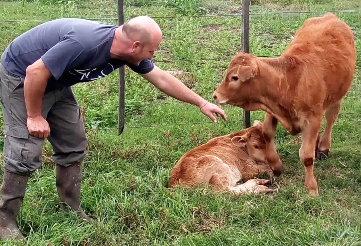 Limousin: llegó la hora del primer remate televisado para la raza en la Argentina