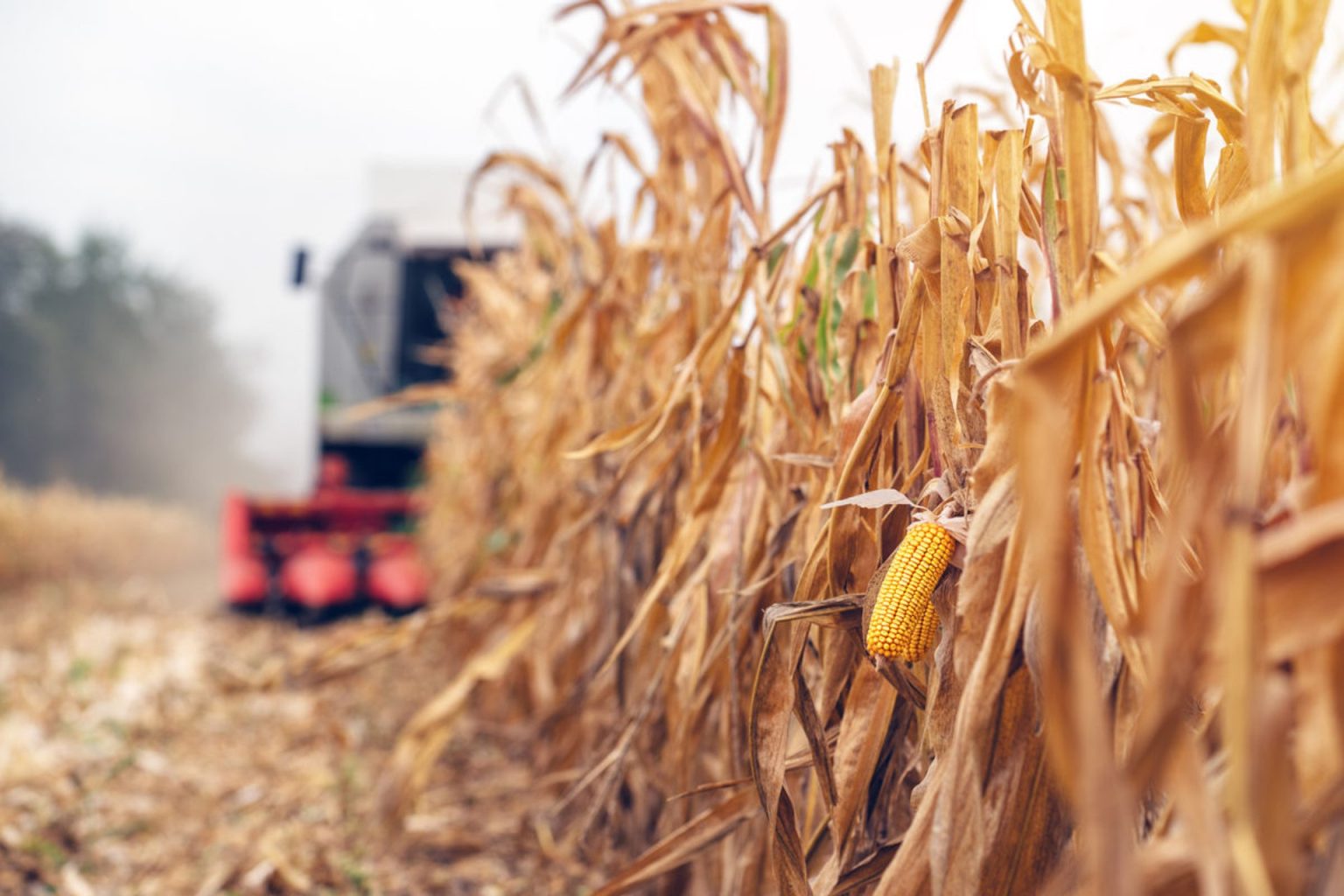 Bolsa de Cereales: importante caída del rinde de maíz a causa de la sequía