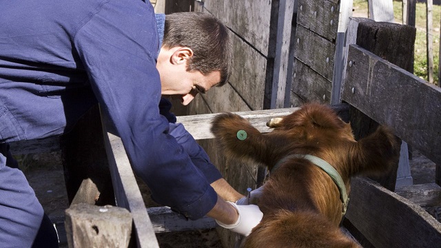 El 1 de octubre vence el plazo para la reacreditación en programas de sanidad animal