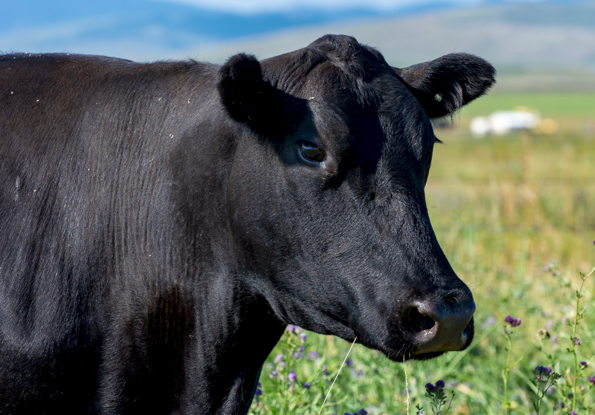 Angus llegó al centenario ocupando más de 70 % del rodeo nacional