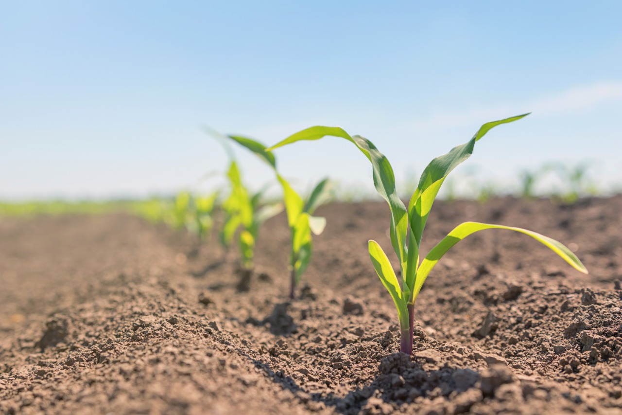 Maíz: comienza otra campaña de un cultivo clave para la agricultura nacional