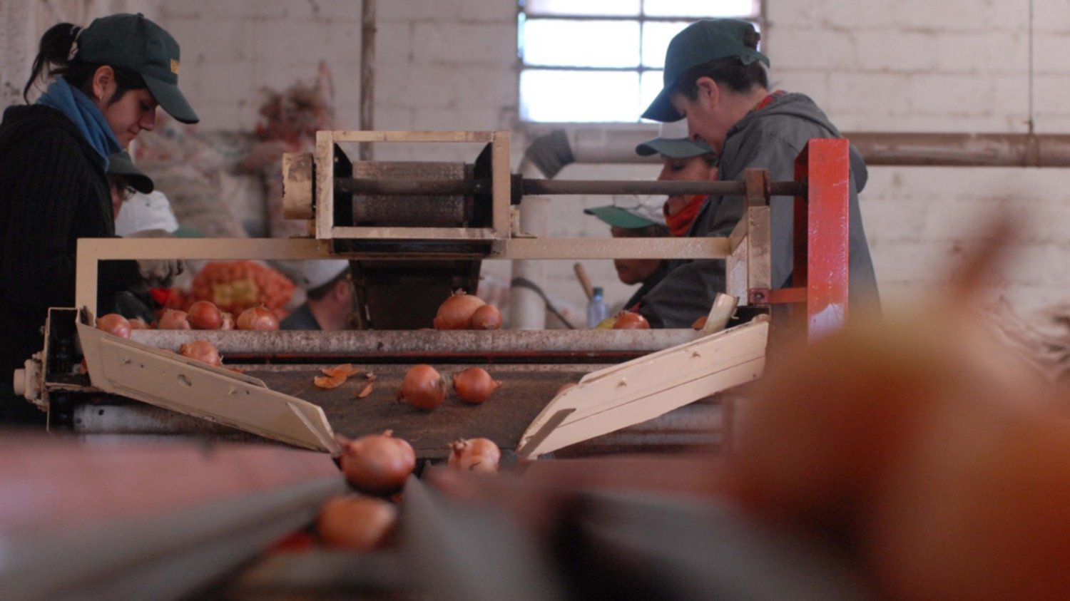 No peligran los puestos de trabajo vinculados con la cebolla en el distrito de Villarino