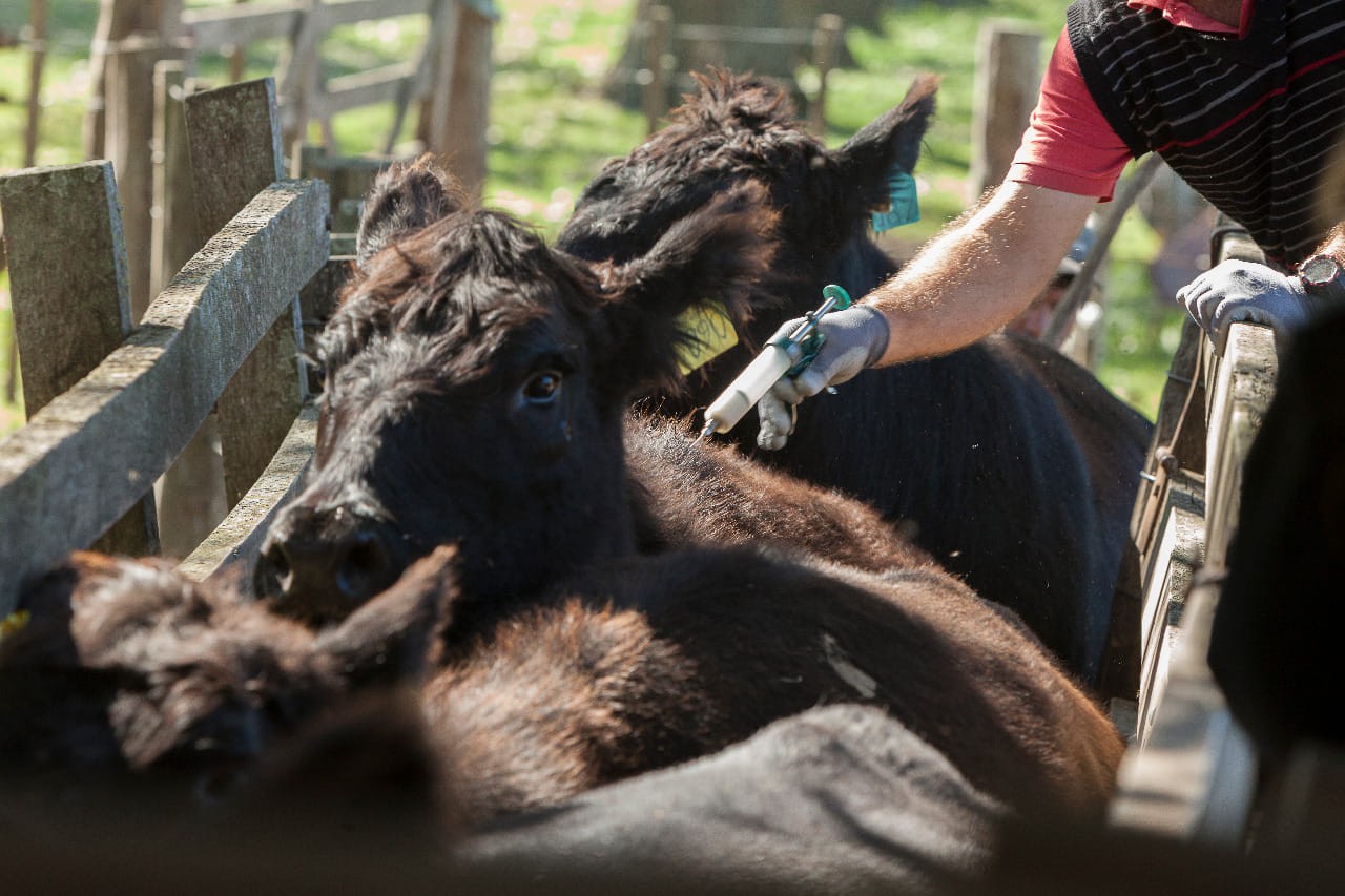 CRA: Llega el Congreso Nacional de Entes y Fundaciones de Lucha Sanitaria Animal