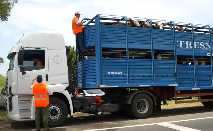 Senasa: intensifican fiscalizaciones para animales enviados a faena con destino a China