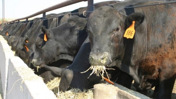 Feedlot: el estrés térmico, un enemigo recurrente año tras año