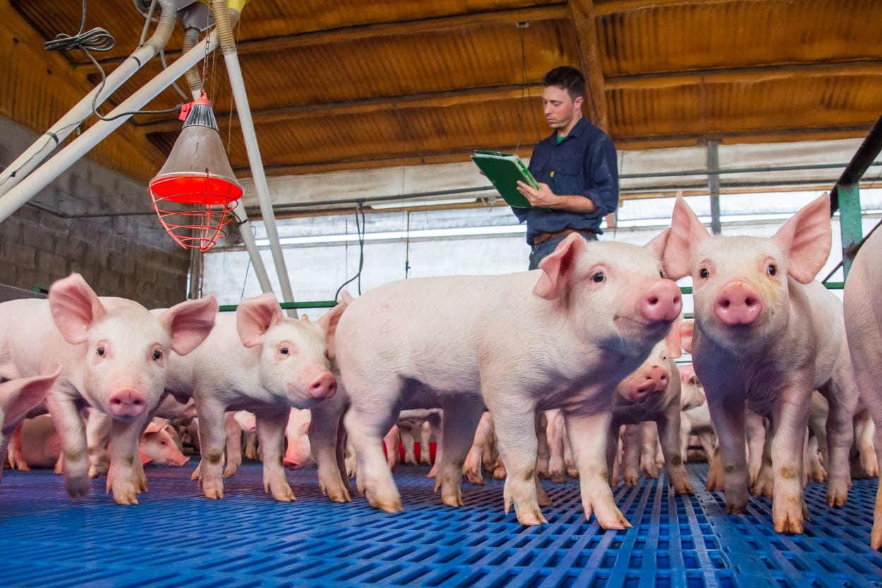Videoconferencia: Oportunidades de inversión en la exportación porcina
