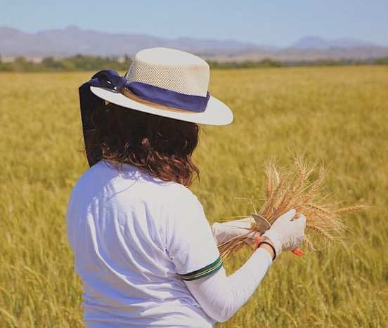 Agrotour 2020: ¿Cuáles son los rindes alcanzados en nuestra región?