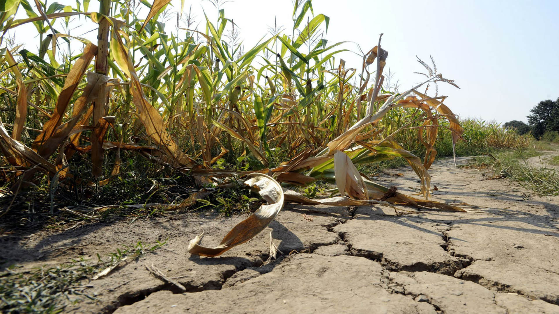 SMN: La Niña no se irá, al menos, durante los venideros tres meses