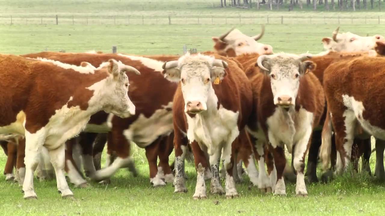 Tras dos años de negociaciones, Argentina reabrió el mercado de bovinos a Uruguay