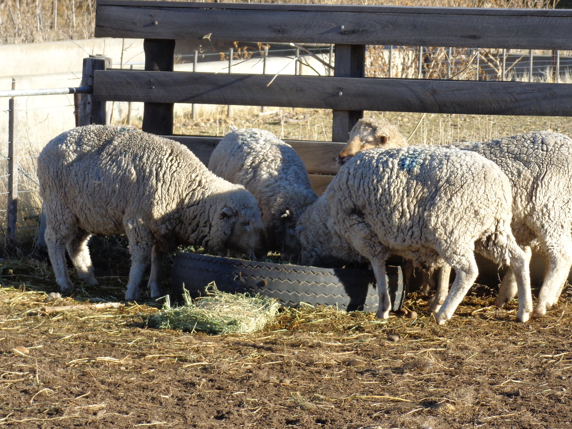 Ovinos: presentan un exportación de carne envasada y de animales en pie