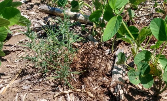 Alerta roja: resistencia a glifosato en el cardo ruso del oeste bonaerense