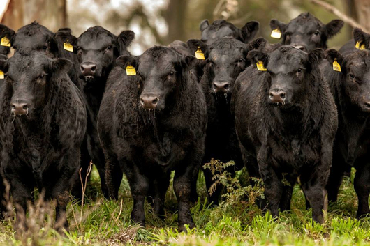 Remate especial de Productores Rurales en la AGA