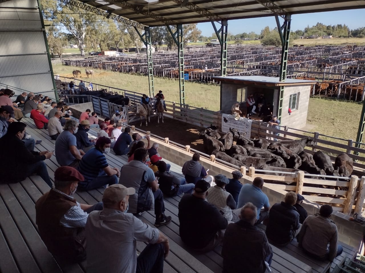 Remate de Productores Rurales en la AGA: se comercializaron casi 2.000 animales