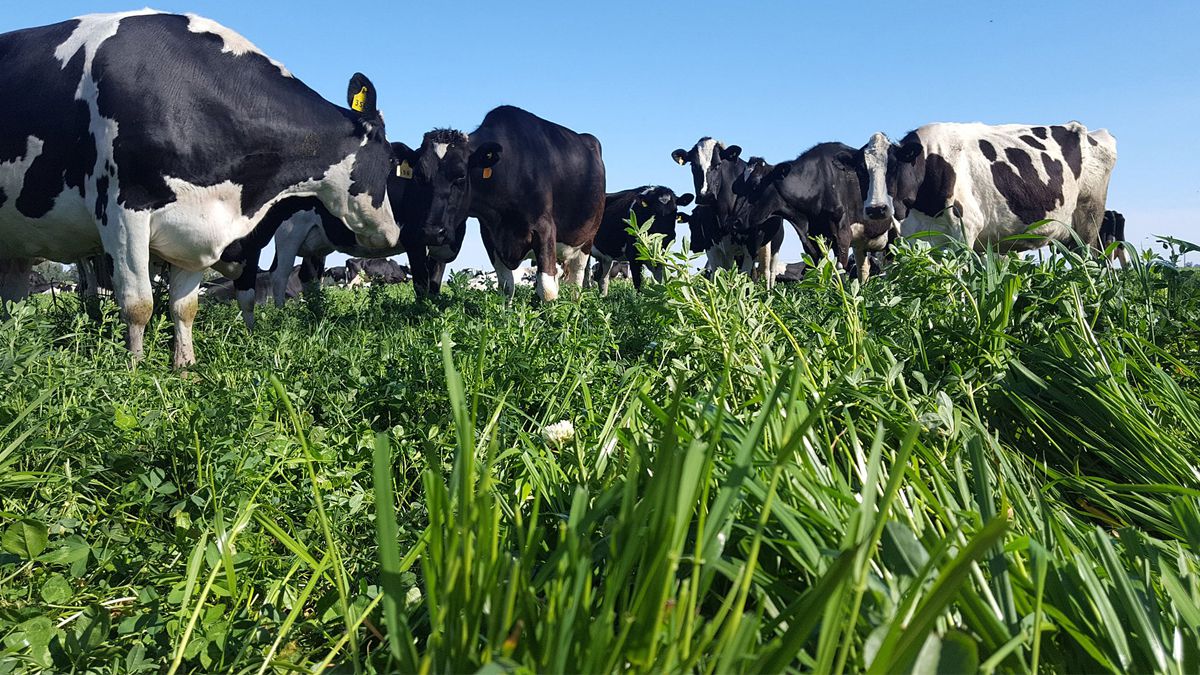 ¿Por qué los tamberos están en contra del cierre de las exportaciones de carne?