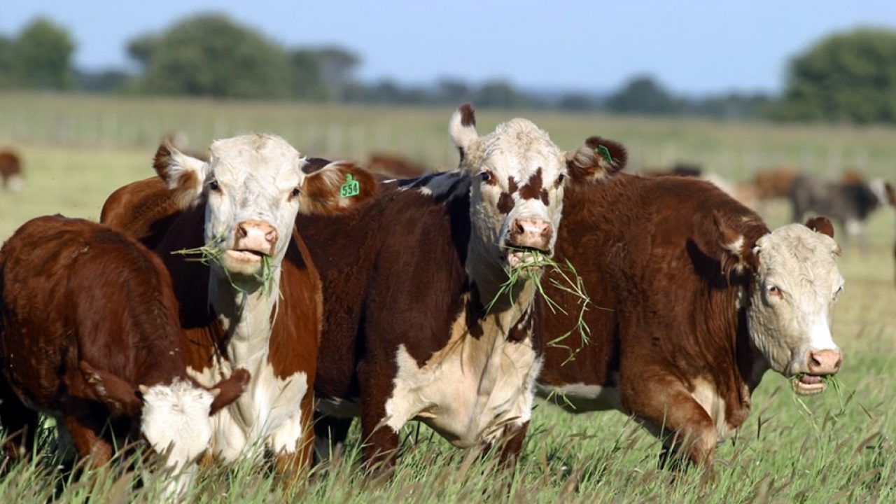 ¿Cómo es la situación del carbunclo rural en la Argentina?