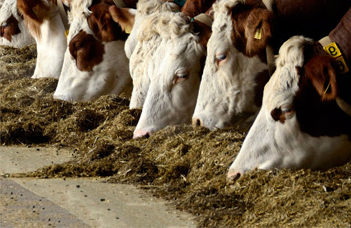 IPCVA-INTA: presentaron el protocolo de evaluación de bienestar animal en engorde a corral