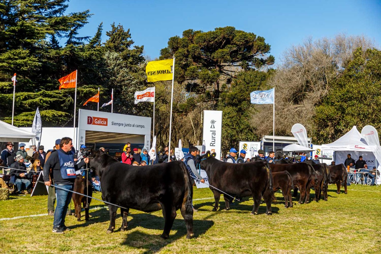 Angus: La Exposición Nacional de Primavera será en octubre en Tandil