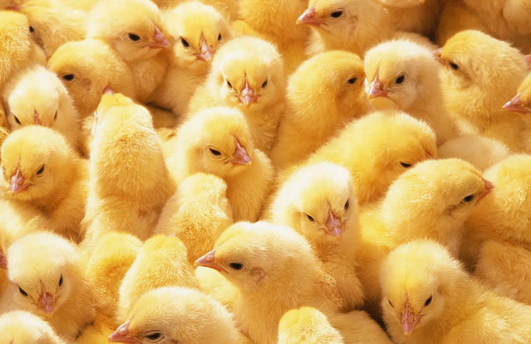 CRA: ¿Por que el productor integrado de pollos está en una situación extrema y delicada?