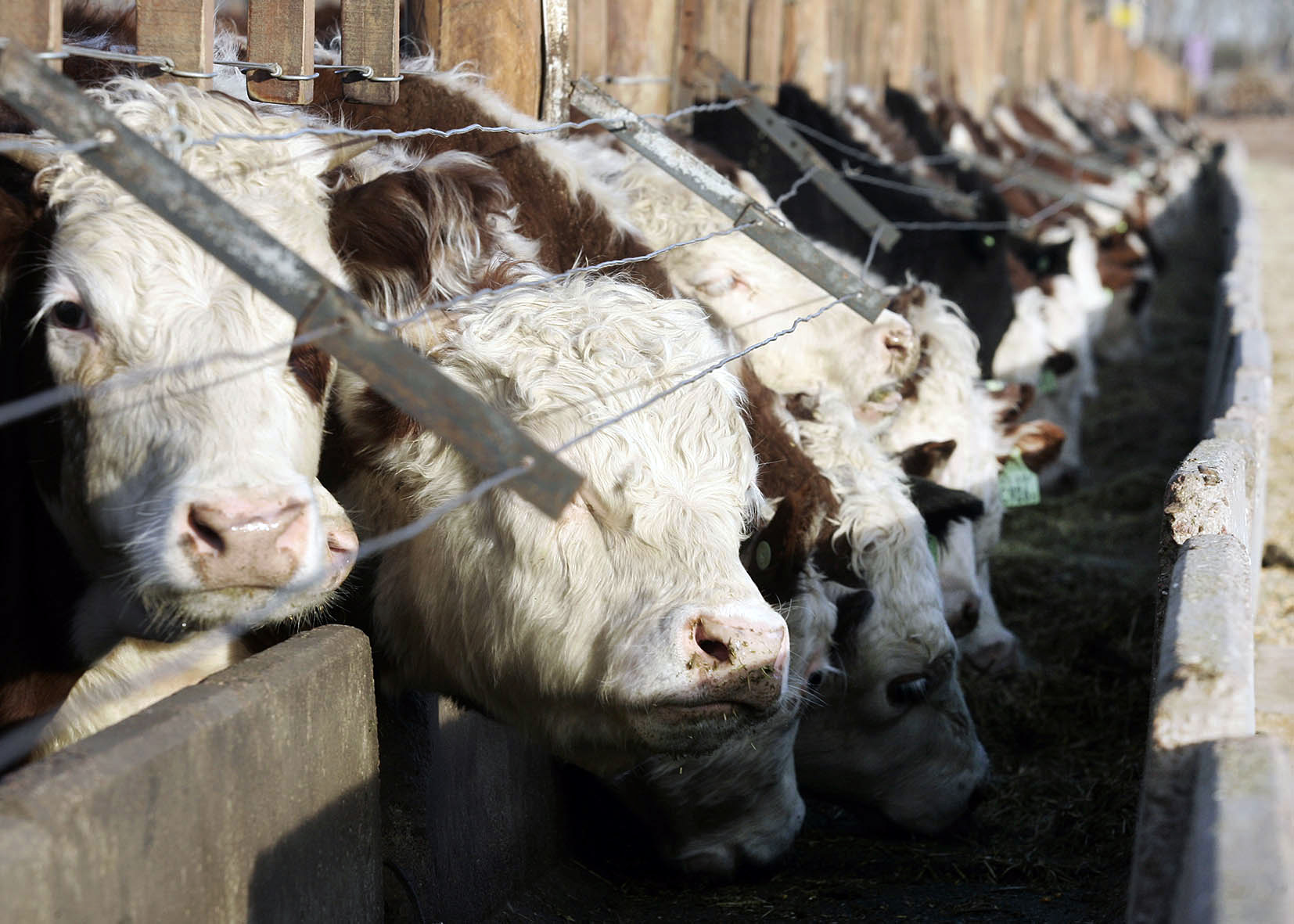 Feedlots: ¿cuál es el impacto de la caída de los encierres?